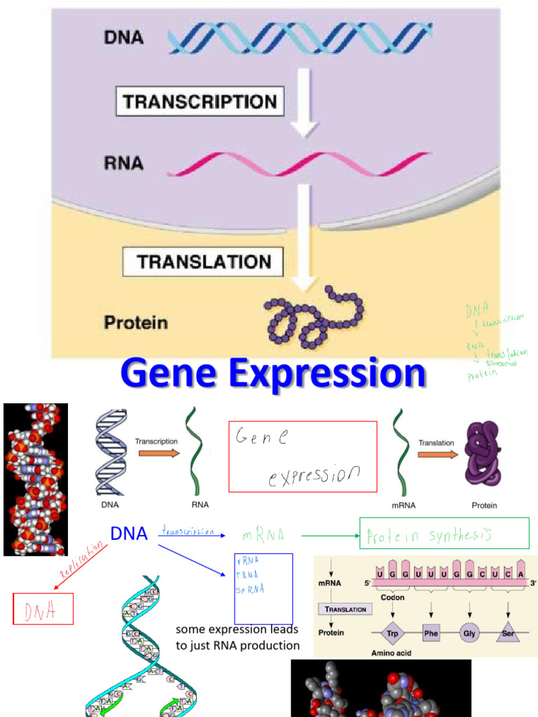 Gene Expression: Transcription to Translation | PDF | Translation ...