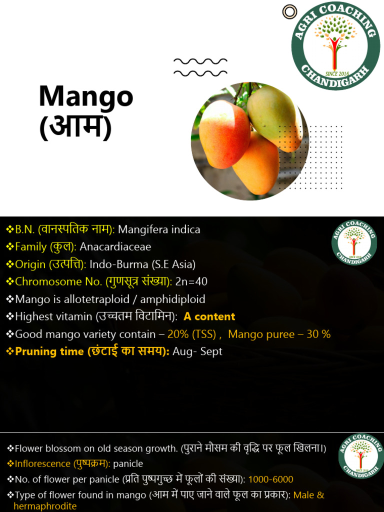 Mango | PDF