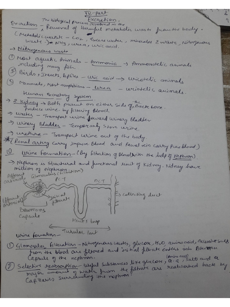 Notes Excretion Part. | PDF