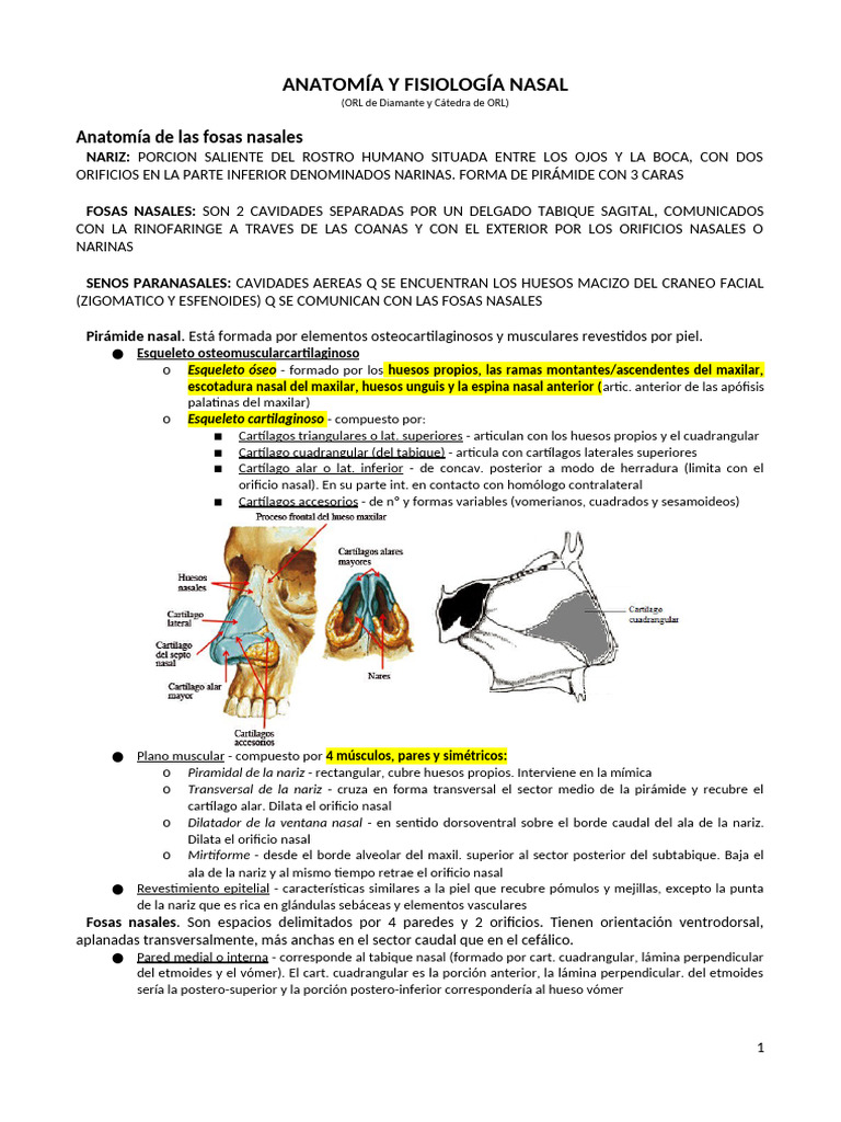 Anatomía y Fisiología de la Nariz | PDF | Nariz humana | Anatomía de ...