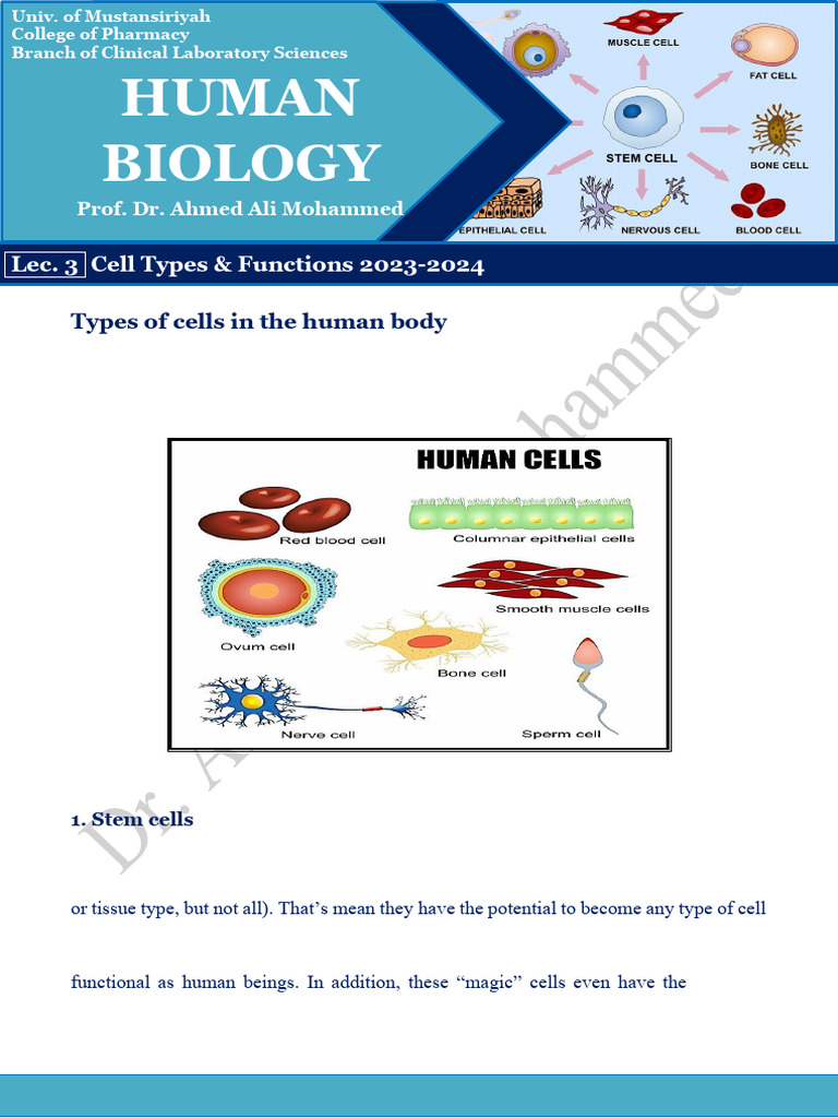 Human Biology: Types of Cells in The Human Body | PDF | Granulocyte ...