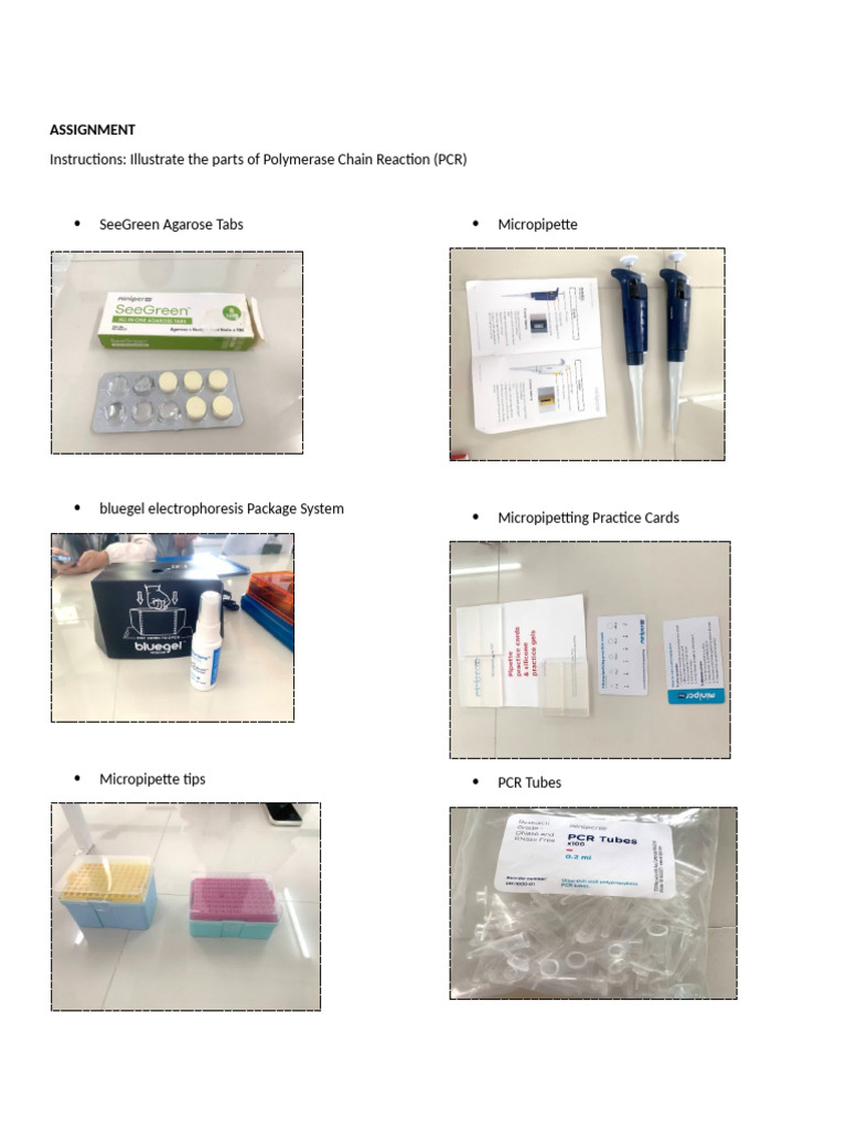 Mini PCR | PDF