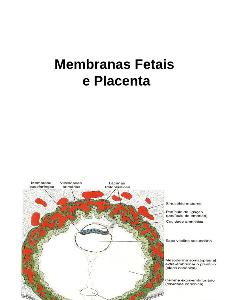 Estrutura e Funções da Placenta e Membranas Fetais | PDF | Placenta ...