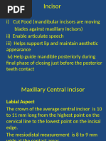 Maxillary Central Incisor Carving Guide | PDF | Tooth | Mouth