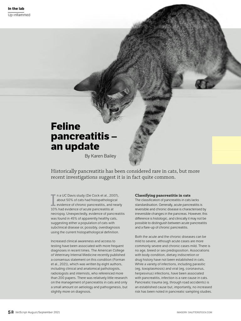 Photo inspiration: Feline Pancreatitis Management Plans Reference: Steiner J M 2021 In The Lab Feline Pancreatitis An