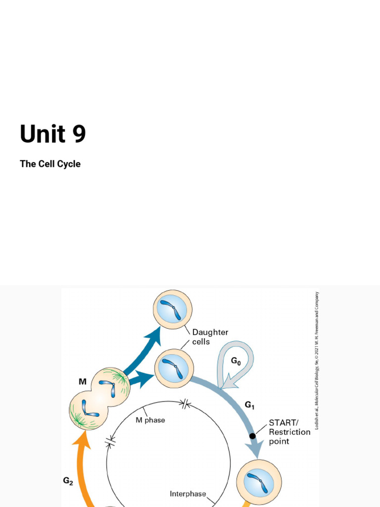 Understanding the Cell Cycle Control System | PDF | Cell Cycle | Mitosis