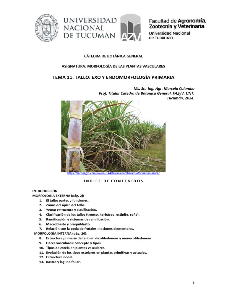 Morfología del Tallo en Plantas Vascuales | PDF | Tallo de la planta | Hoja