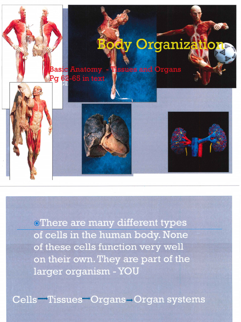 Body Organization | PDF
