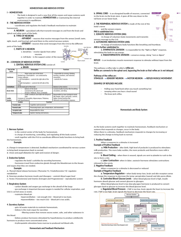 Homeostasis and Nervous System Overview | PDF | Central Nervous System ...