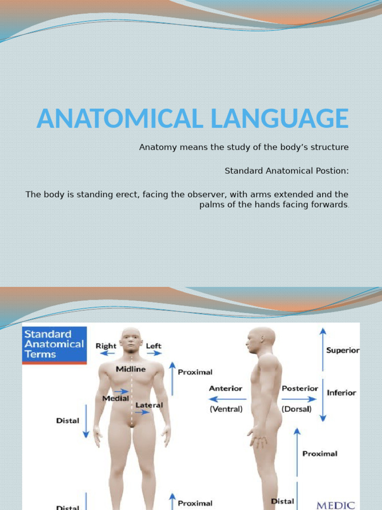 Understanding Anatomical Language | PDF