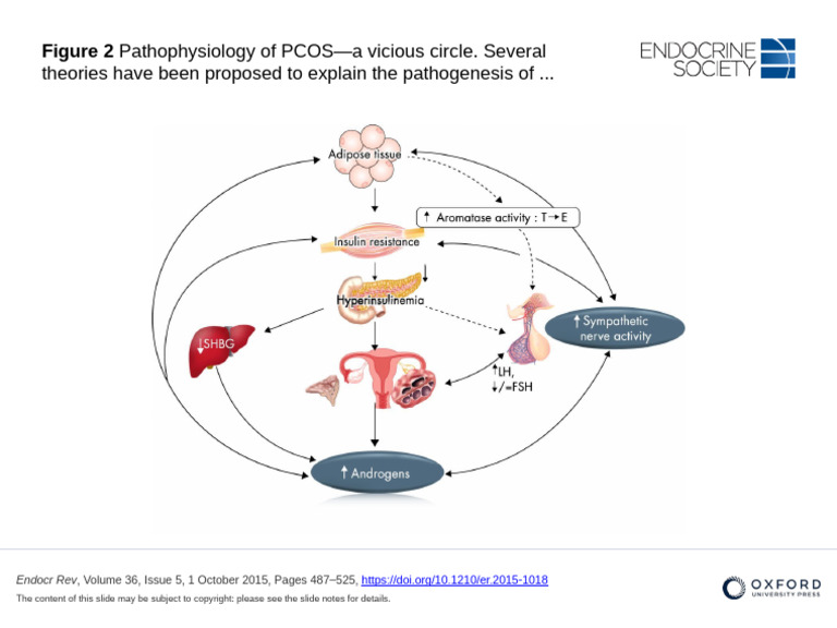 Pathophysiology of PCOS Explained | PDF