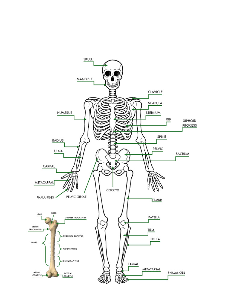 Human Skeletal Anatomy Overview | PDF | Pelvis | Musculoskeletal System