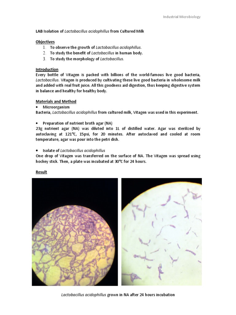Isolation of Lactobacillus acidophillus from Cultured Milk Probiotic