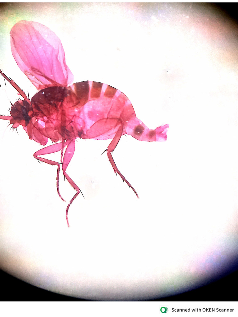 Insect (MPRP-002) - common main image 0
