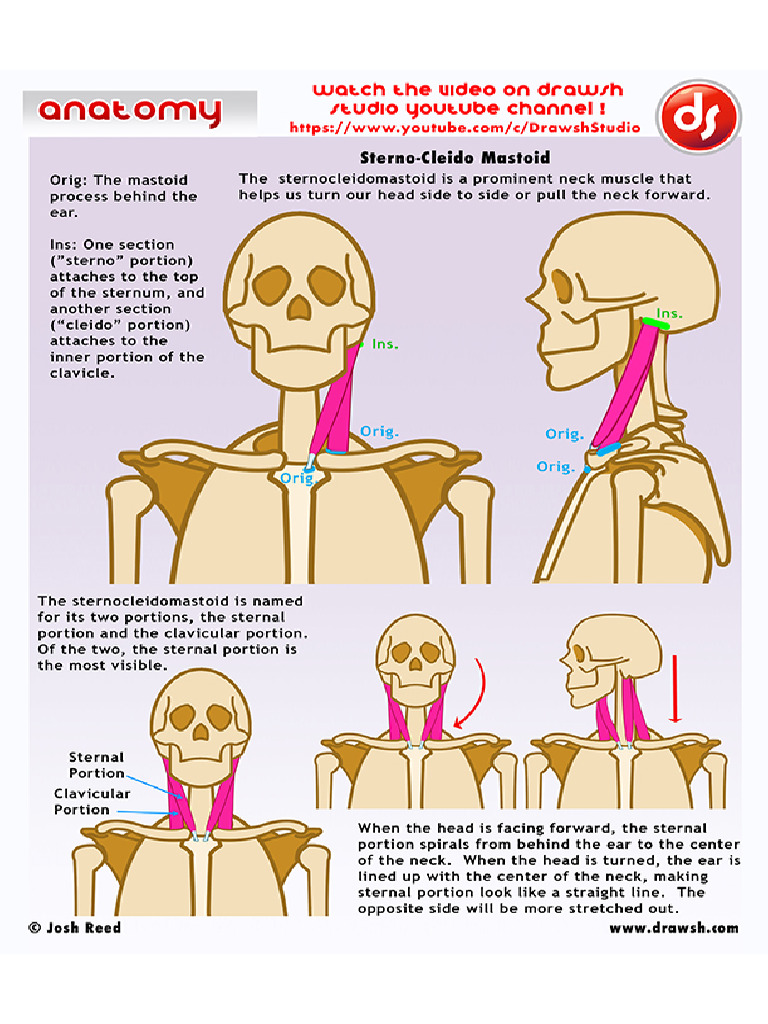 A. Neck, Head, Sternocleidomastoid, Trapezius | PDF