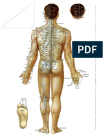 Acupuntura Charts