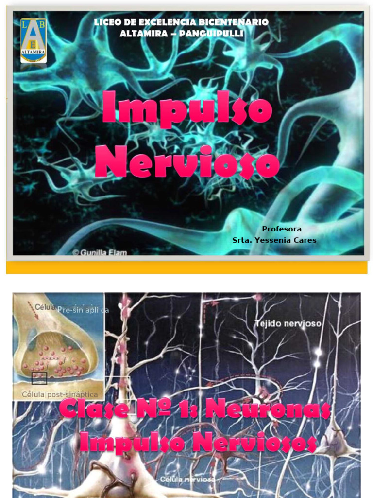 Características del impulso nervioso | PDF | Axon | Neurona
