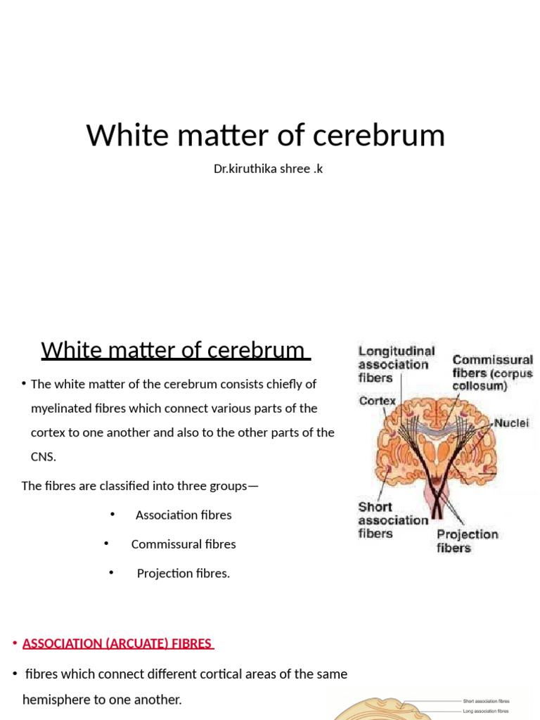 Classification of Cerebral White Matter | PDF | Corpus Callosum | Thalamus