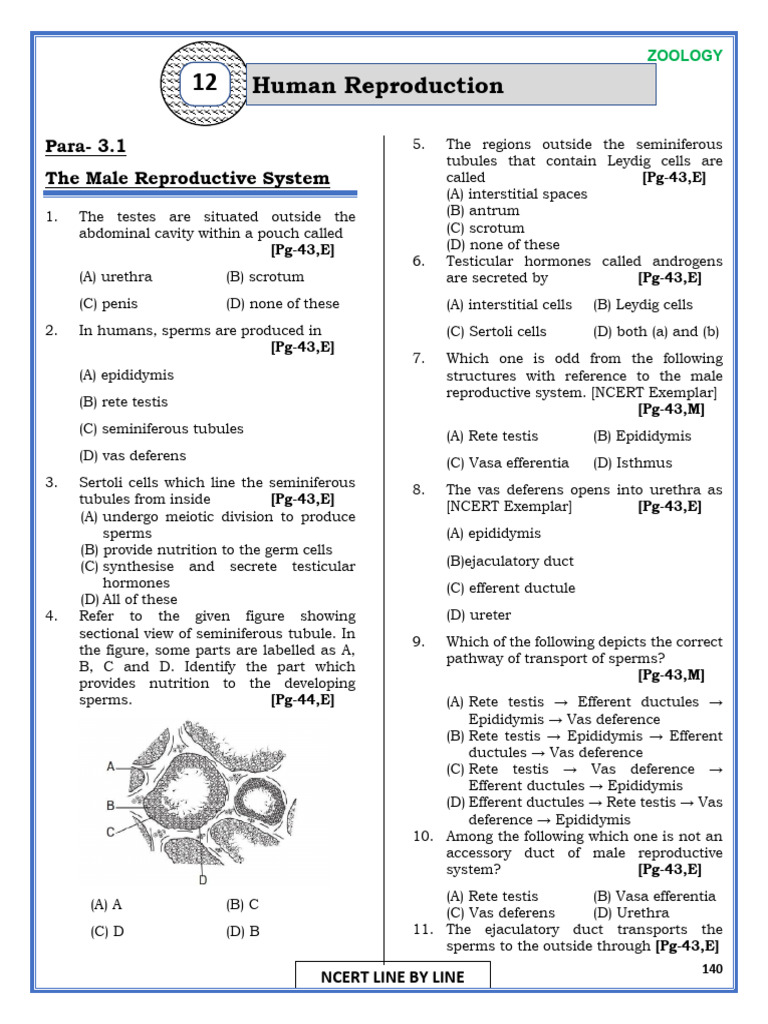 Ncert Line by Line 12 Zoology | PDF | Menstrual Cycle | Testicle