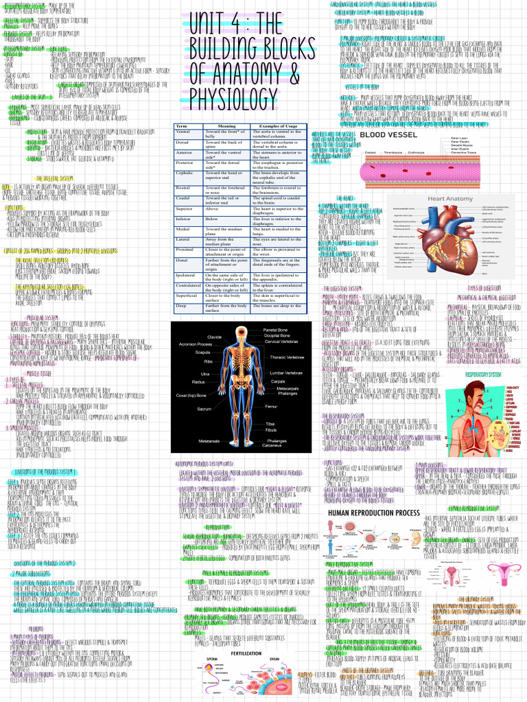 Overview of Human Body Systems | PDF | Human Body | Digestion