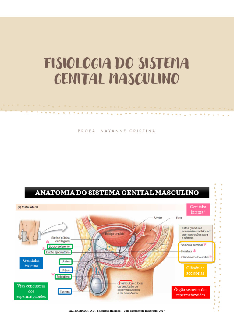 AULA 13 - Fisiologia Do Sistema Genital Masculino | PDF | Próstata ...