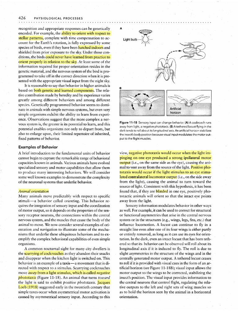Genetic and Learned Animal Behavior | PDF | Bat