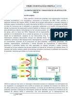 Pa to Genesis de Afeccion Renal