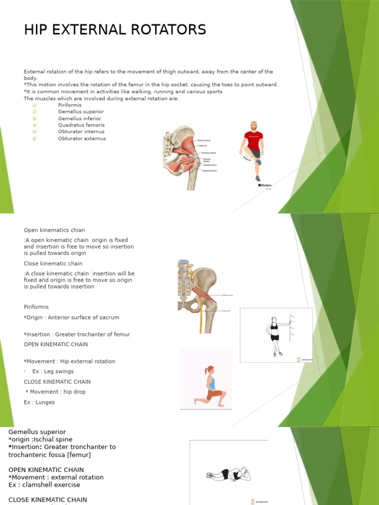 Hip External Rotators | PDF