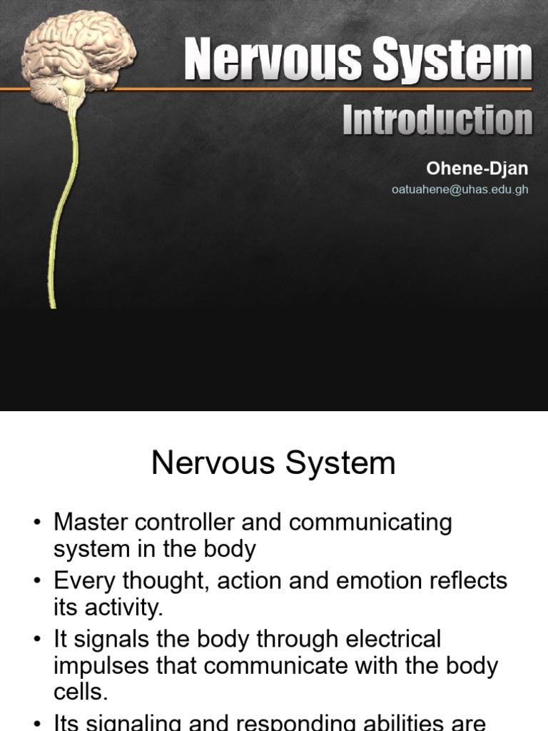 Overview of the Nervous System Functions | PDF | Cerebrum | Axon