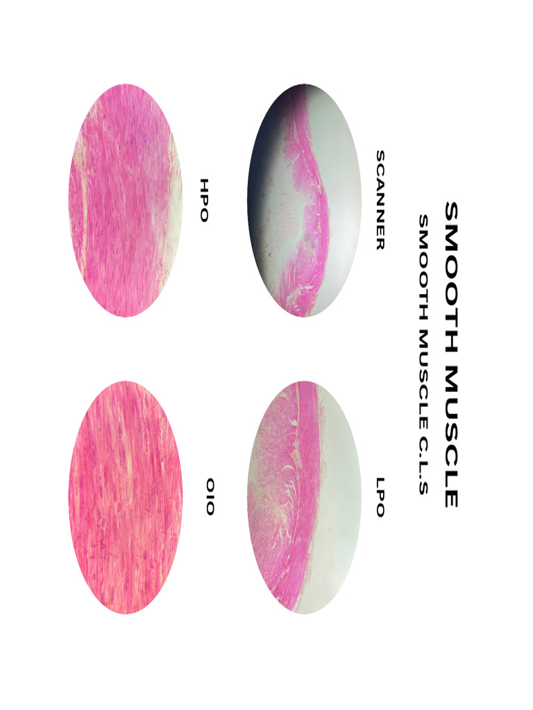 Smooth Muscle | PDF
