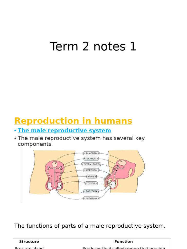 Human Reproductive Systems Overview | PDF | Sex | Reproductive System