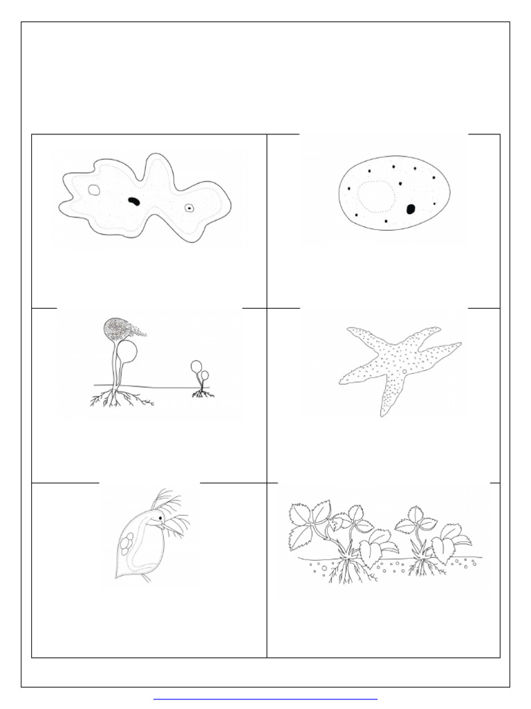 AK - Methods of Asexual Reproduction | PDF