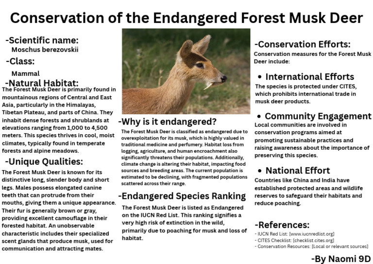 Conservation of The Endangered Forest Musk Deer PDF | PDF | Endangered ...