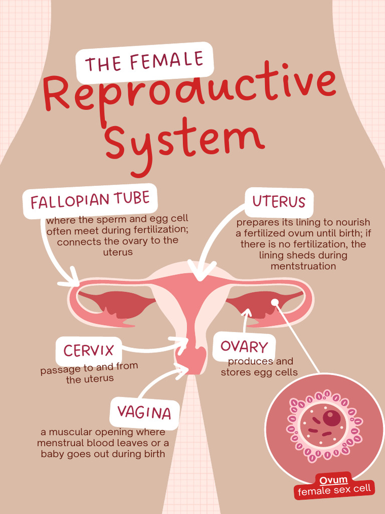 Parts of The Human Reproductive System Science Poster in Light Brown ...