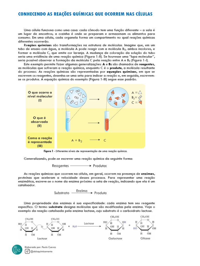 Reações Químicas nas Células e Enzimas | PDF | Enzima | Reações químicas