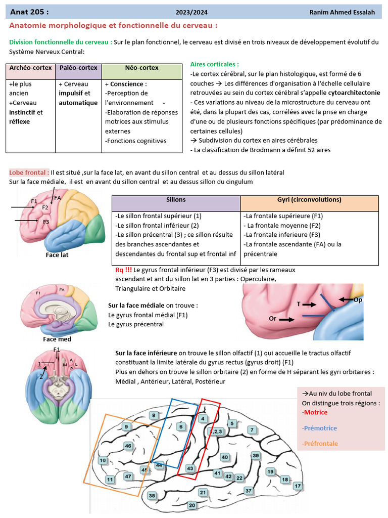 Anatomie fonctionnelle du cerveau humain | PDF | Système limbique ...