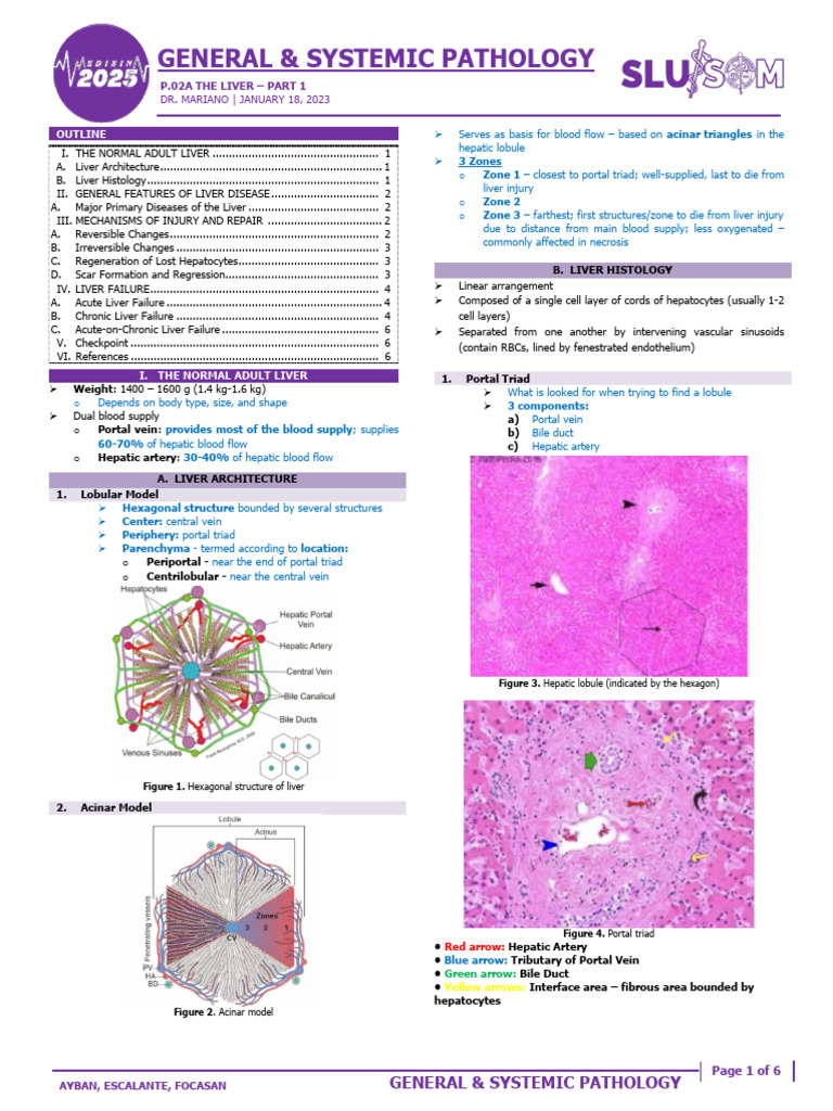 Liver Anatomy and Disease Overview | PDF | Hepatitis | Liver
