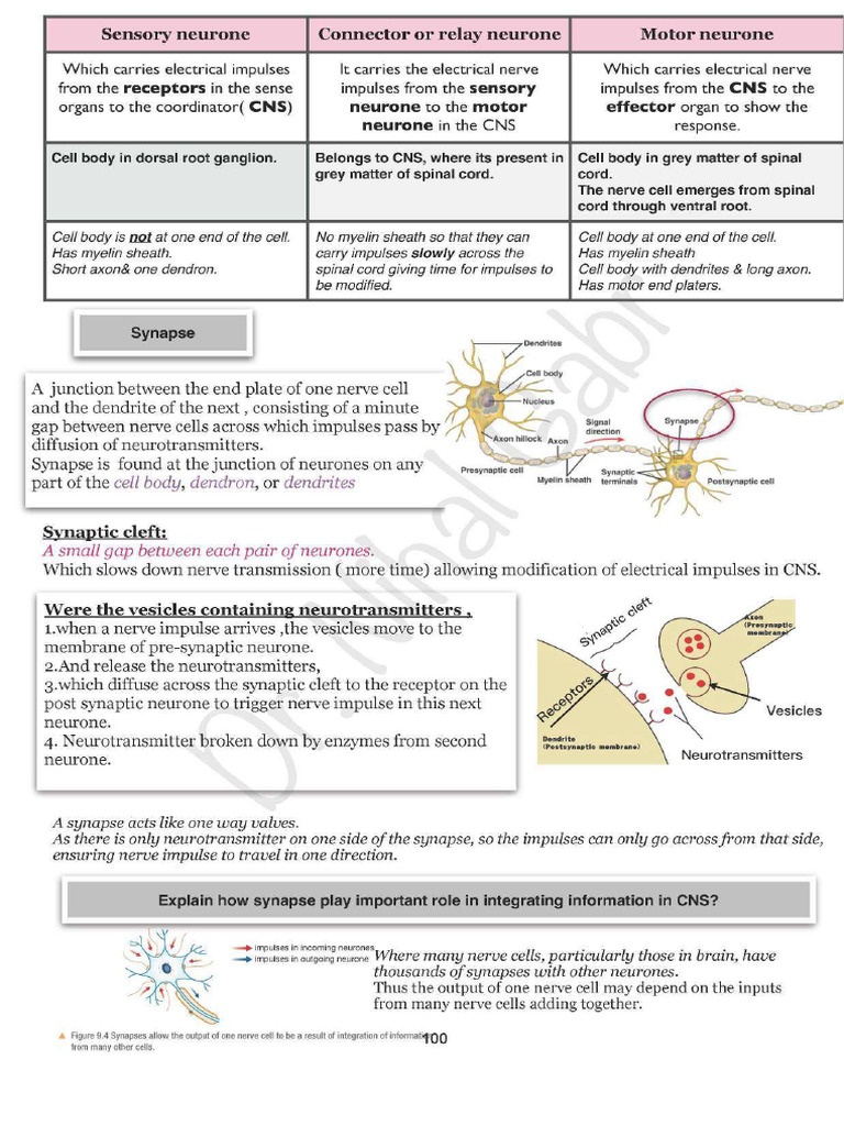 Human Bio Notes 3 | PDF