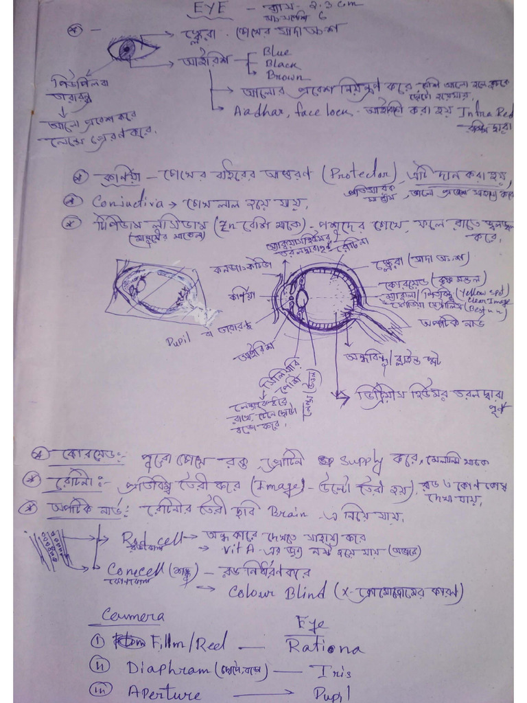 Eye Biology Notes | PDF