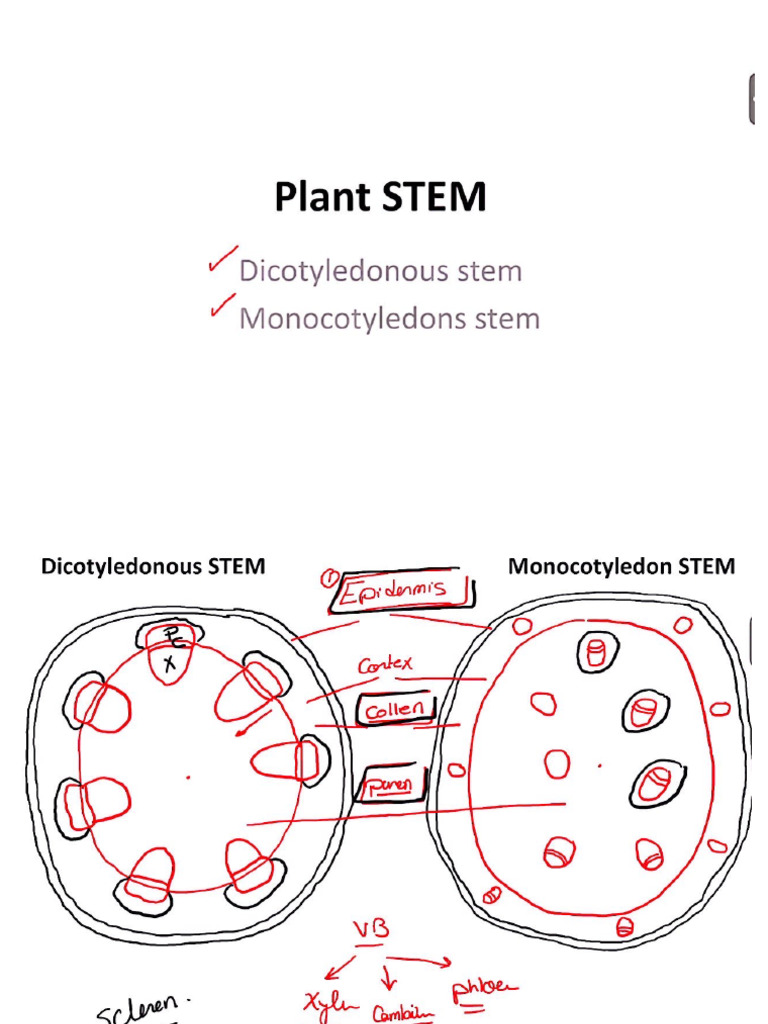 Plant Stem and Root | PDF