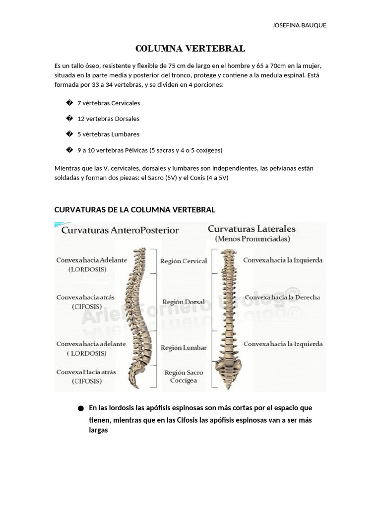 Anatomía y Función de la Columna Vertebral | PDF | Vértebra | Tórax ...