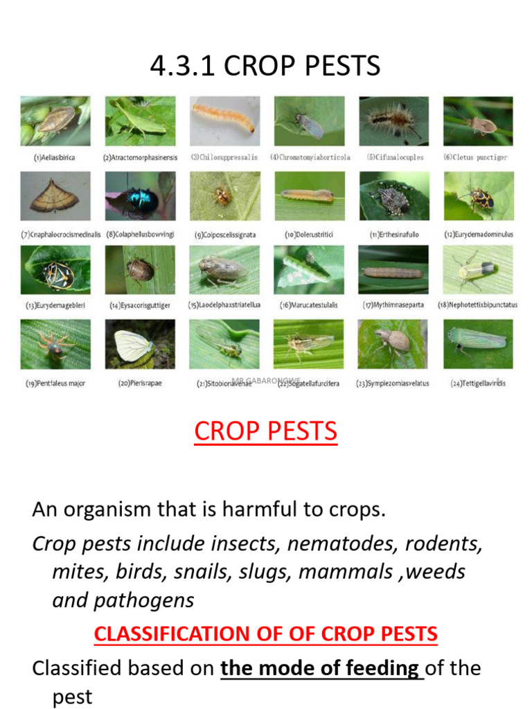 Agssl 4.3.1 Crop Pests Edited | PDF | Pest Control | Pest (Organism)
