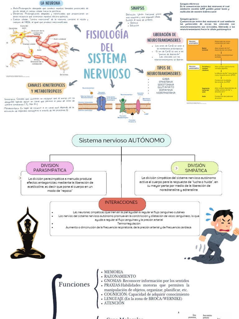 Fisiología Del Sistema Nervioso | PDF | Sinapsis | Neurona