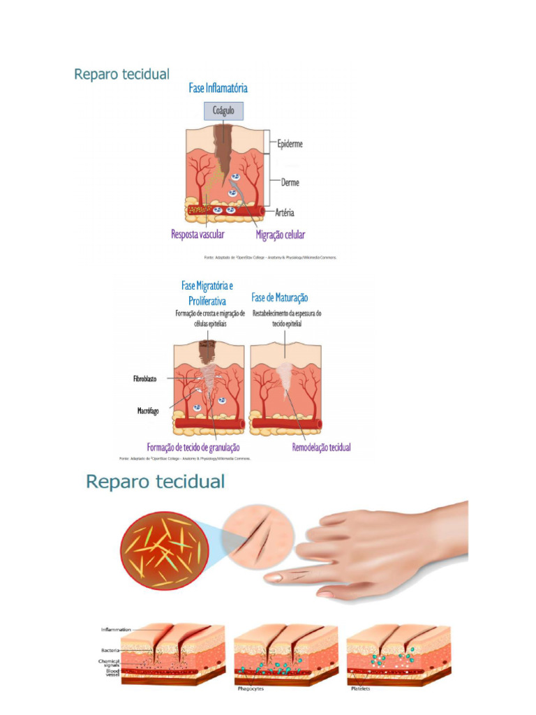 Reparo Tecidual | PDF