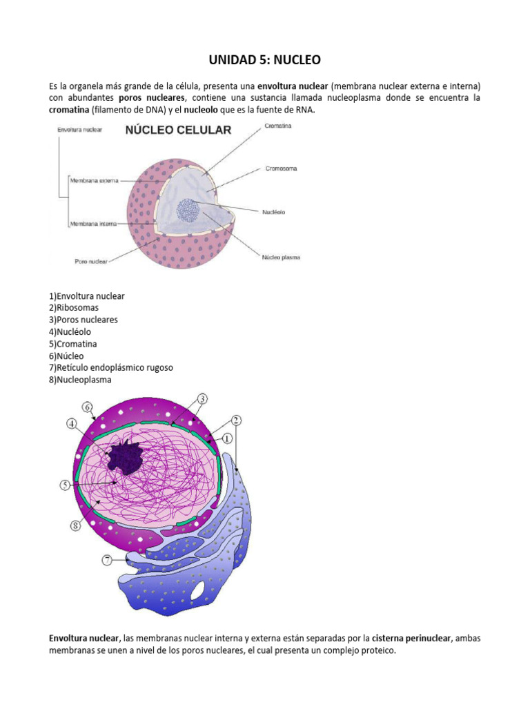 Estructura y Función del Núcleo Celular | PDF | Mitosis | Nucleo celular
