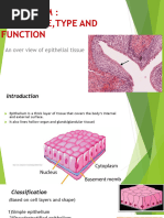 Epithelial Tissues Lab Manual | PDF | Epithelium | Anatomy