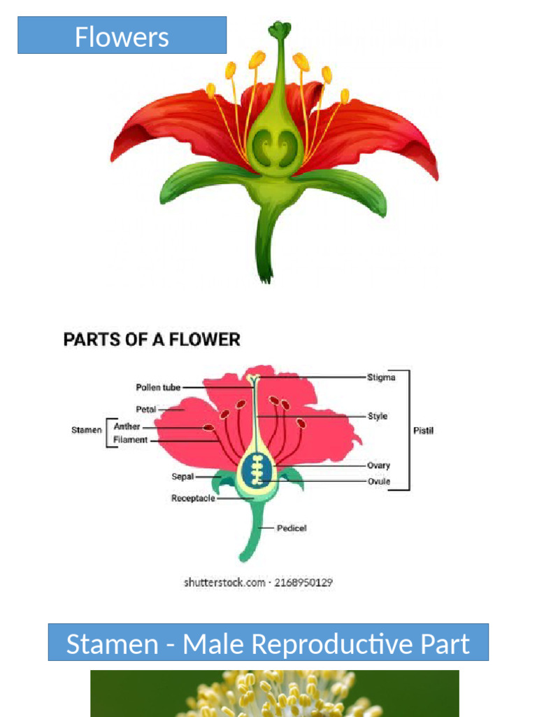 Reproduction in Flowring Plant Unit 13.5 Flowers | PDF