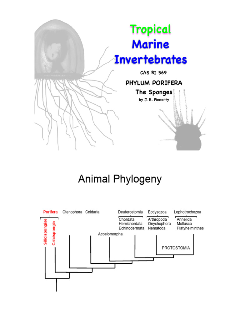 Overview of Phylum Porifera: Sponges | PDF | Sponge | Invertebrate