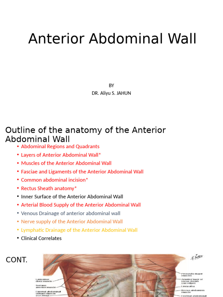 Anatomy of the Anterior Abdominal Wall | PDF | Abdomen | Vein