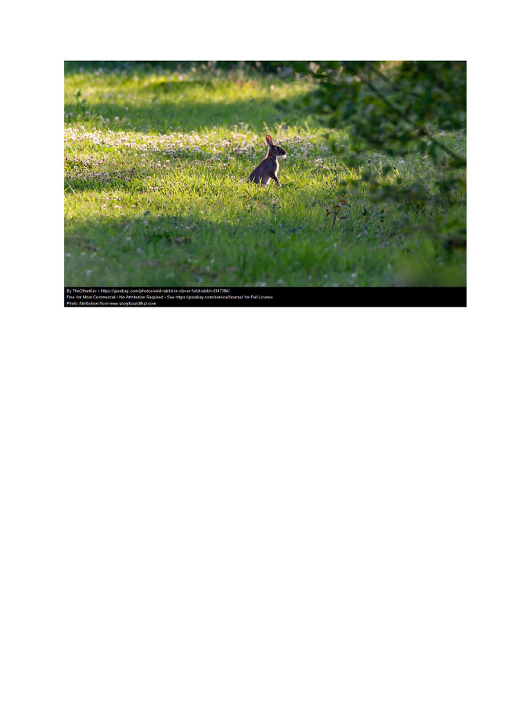 Rabbit | PDF